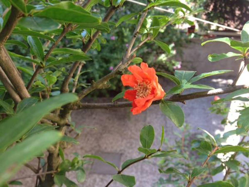 Fiori Al Vaticano68 Appartamento Roma